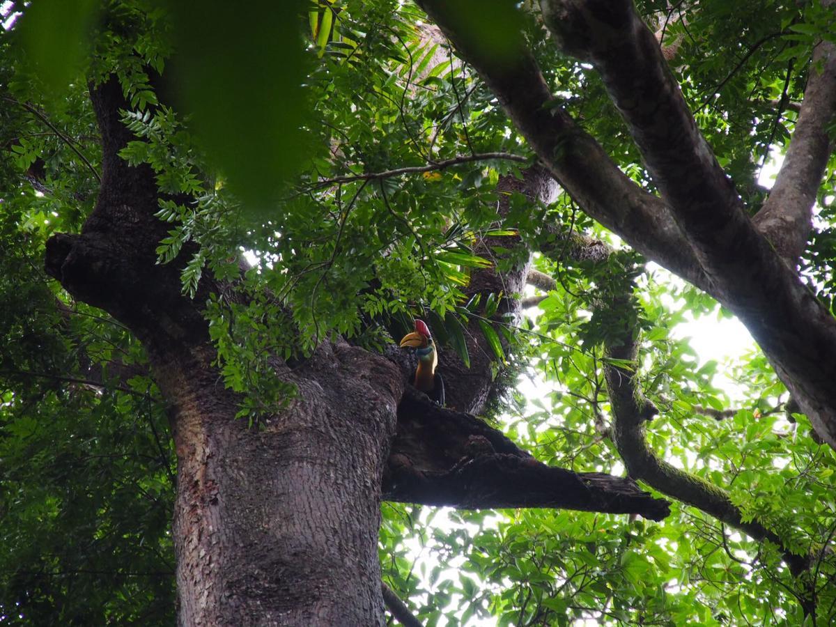Renny'S Tangkoko Safety Stop Bitung Exterior photo
